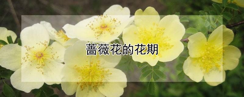 薔薇花的花期