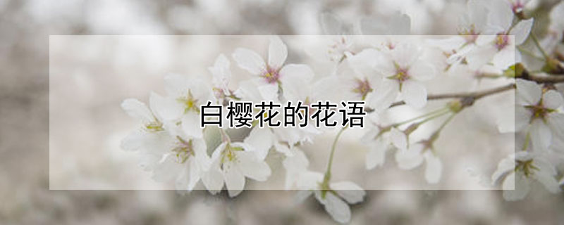 白櫻花的花語(yǔ)