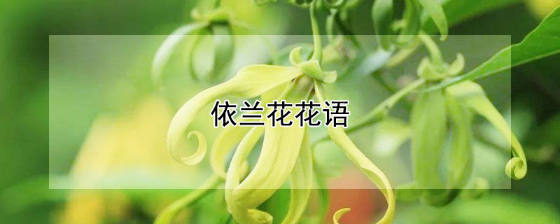 依蘭花花語(yǔ)