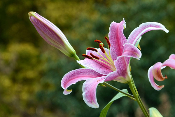 百合花的養殖方法和注意事項