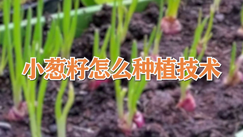 小蔥籽怎么種植技術