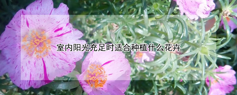 室內(nèi)陽光充足時適合種植什么花卉