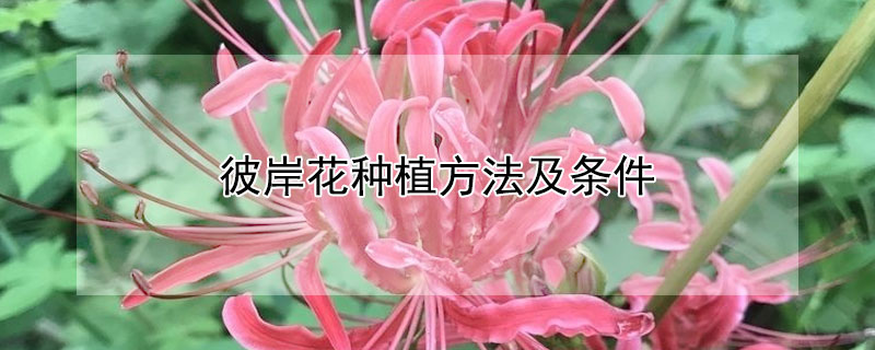 彼岸花種植方法及條件