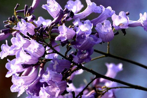 藍(lán)花楹幾月開花