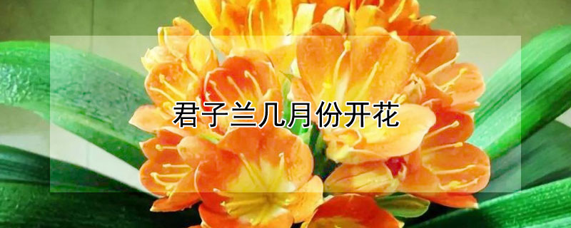 君子蘭幾月份開花