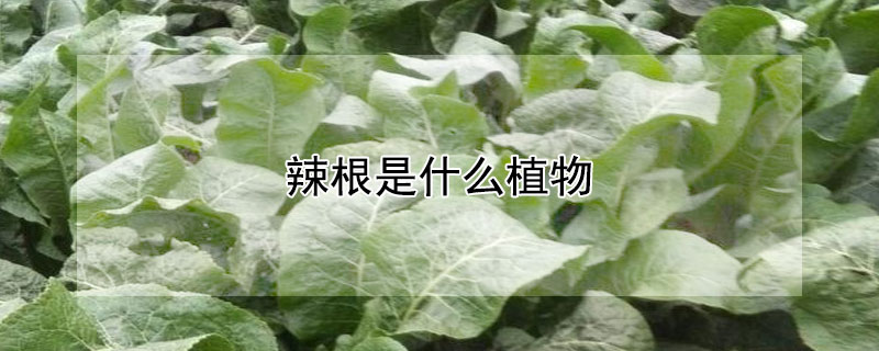 辣根是什么植物