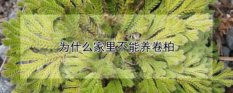 為什么家里不能養(yǎng)卷柏