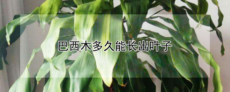 巴西木多久能長出葉子