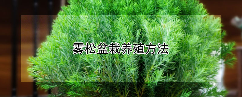 霧松盆栽養(yǎng)殖方法