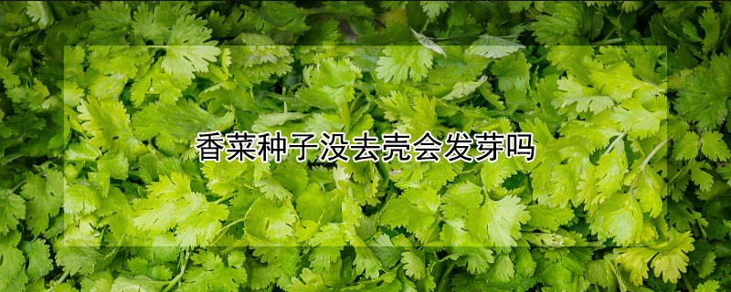 香菜種子沒去殼會發(fā)芽嗎