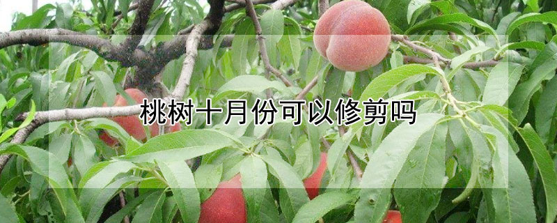 桃樹(shù)十月份可以修剪嗎