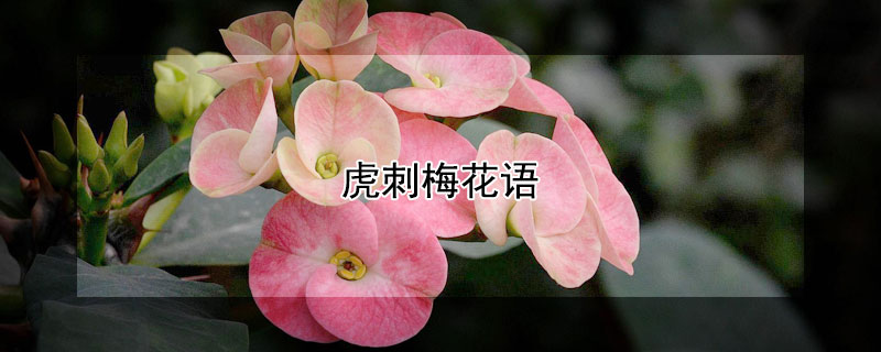 虎刺梅花語(yǔ)