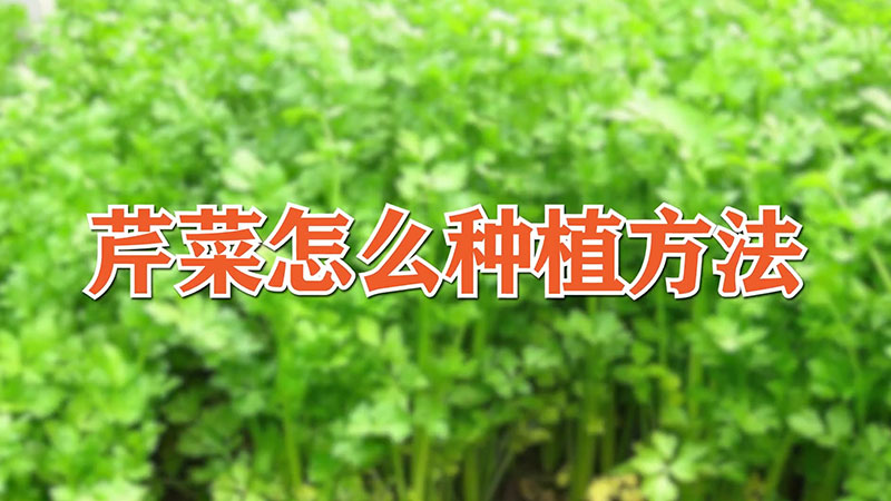 芹菜怎么種植方法