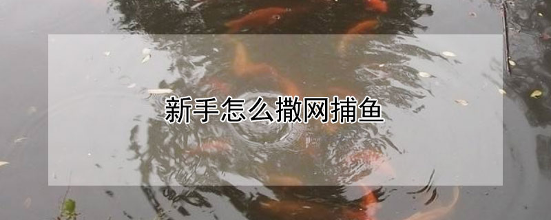 新手怎么撒網(wǎng)捕魚