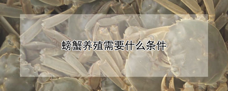 螃蟹養(yǎng)殖需要什么條件