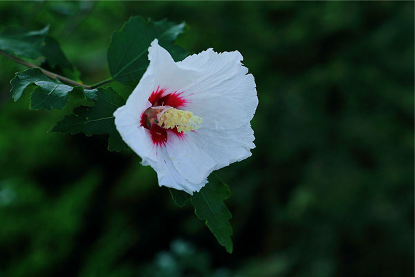 白槿花花語