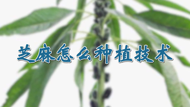 芝麻怎么種植技術