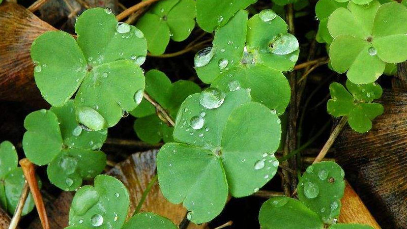 花語代表友誼的花