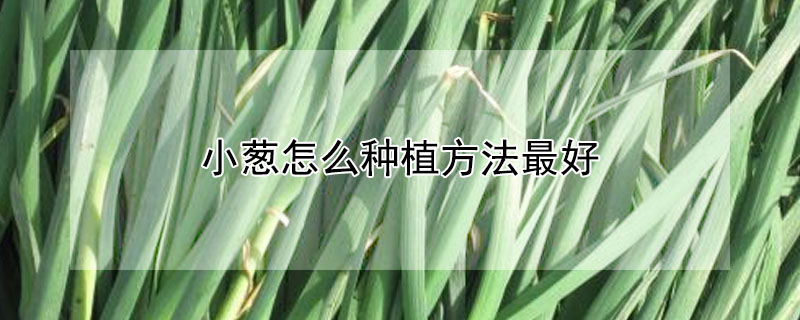 小蔥怎么種植方法最好