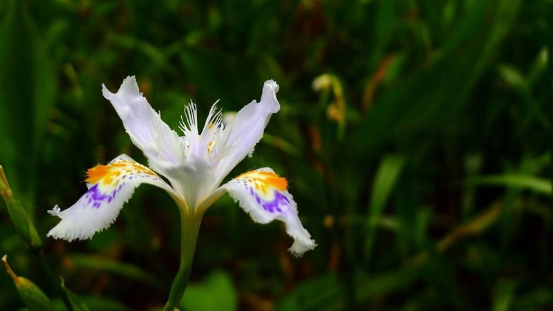 白色鳶尾花花語