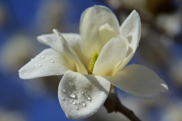 上海市花是什么