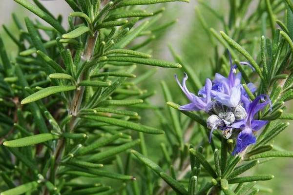 秋天開(kāi)花的植物有哪些