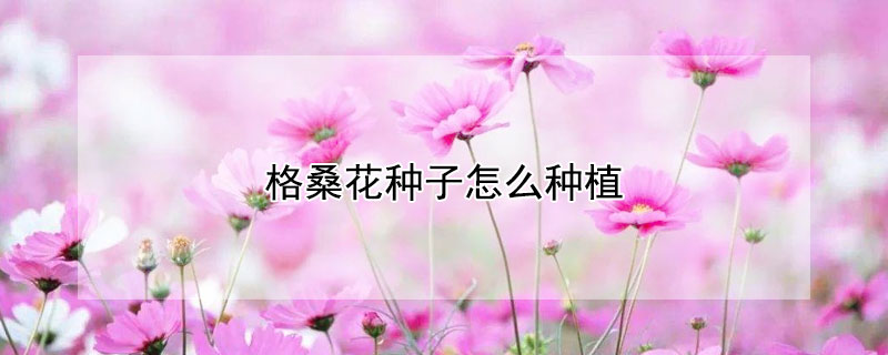 格桑花種子怎么種植