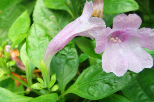 板藍根植物長什么樣子