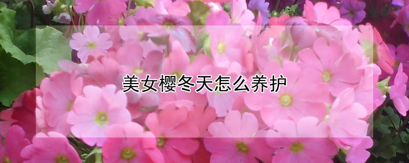 美女櫻冬天怎么養(yǎng)護