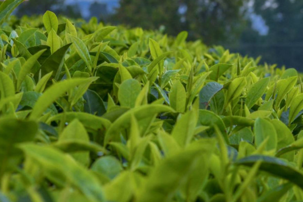 普洱茶屬于什么茶