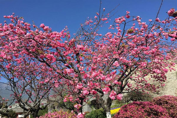 櫻花樹(shù)葉子是什么形狀