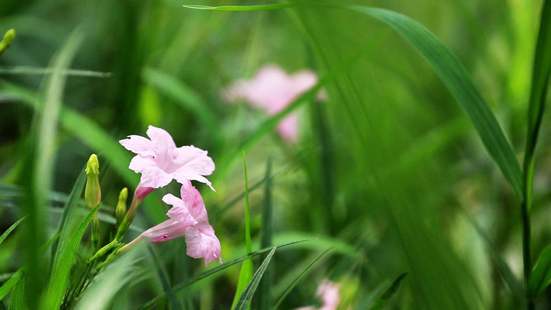 蘭花草和蘭花的區別