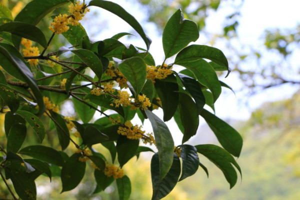 桂花樹好養(yǎng)嗎