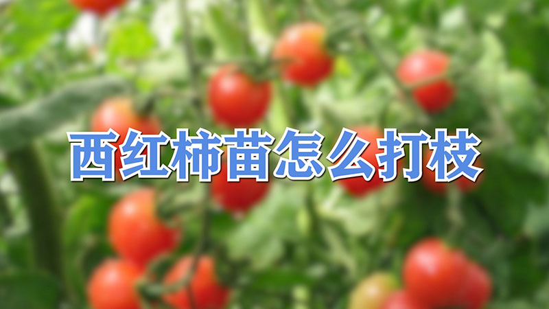 西紅柿苗怎么打枝