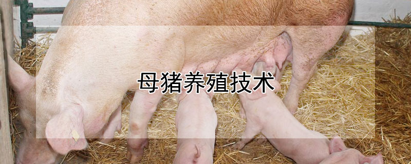 母豬養殖技術