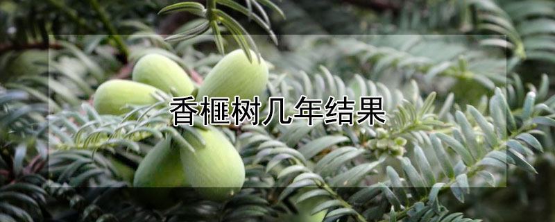 香榧樹(shù)幾年結(jié)果