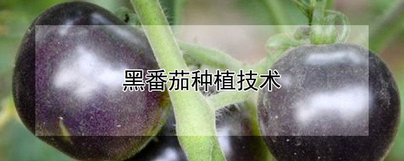 黑番茄種植技術