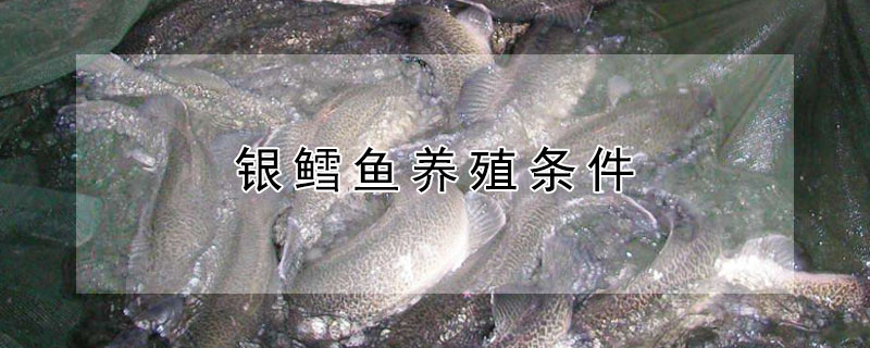 銀鱈魚養殖條件