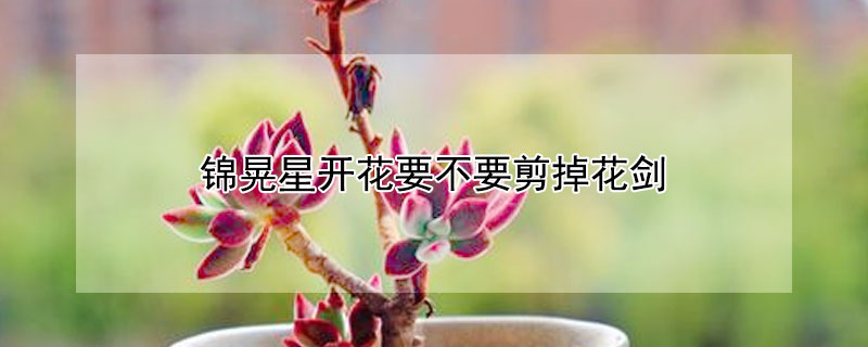 錦晃星開(kāi)花要不要剪掉花劍