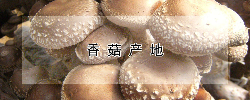 香菇產(chǎn)地