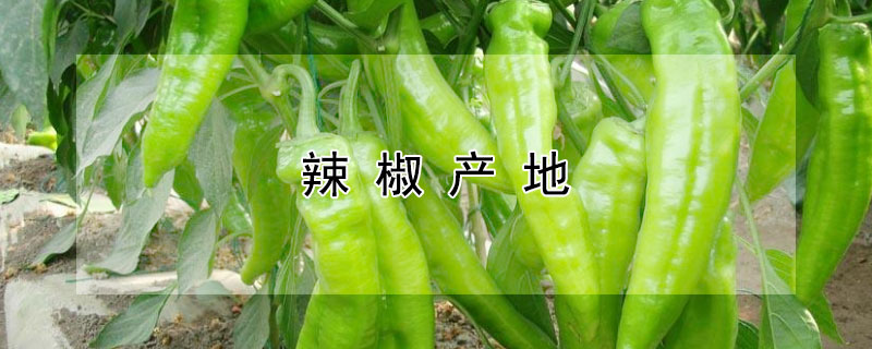 辣椒產(chǎn)地