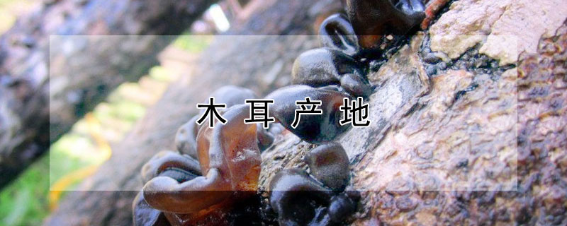 木耳產(chǎn)地