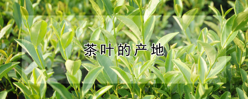 茶葉的產(chǎn)地