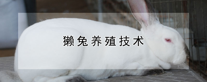 獺兔養(yǎng)殖技術