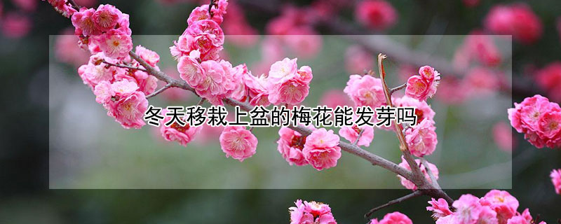 冬天移栽上盆的梅花能發(fā)芽嗎