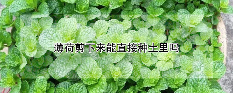 薄荷剪下來(lái)能直接種土里嗎