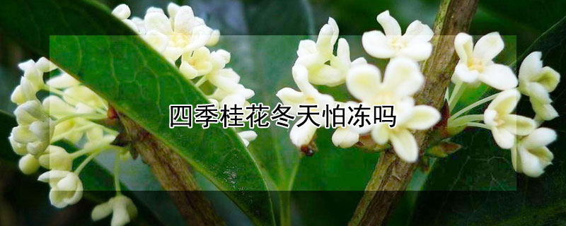 四季桂花冬天怕凍嗎