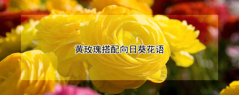 黃玫瑰搭配向日葵花語