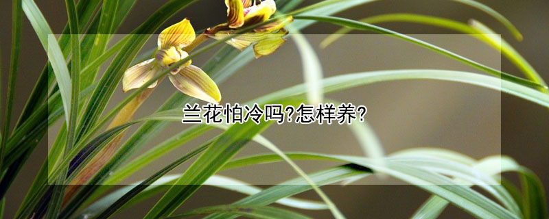 蘭花怕冷嗎?怎樣養?