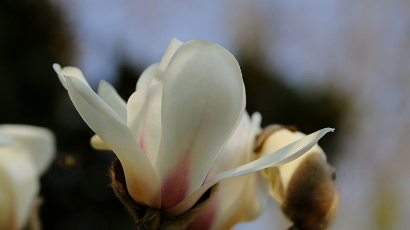 白玉蘭和白蘭花的區(qū)別